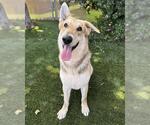 Small #1 German Shepherd Dog