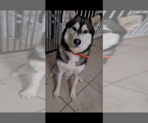 Alusky Dogs for adoption in MODESTO, CA, USA