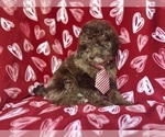 Small #7 ShihPoo