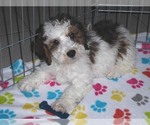 Small Photo #18 Poochon Puppy For Sale in ORO VALLEY, AZ, USA