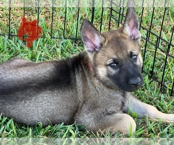 Medium Photo #37 German Shepherd Dog Puppy For Sale in ROSHARON, TX, USA