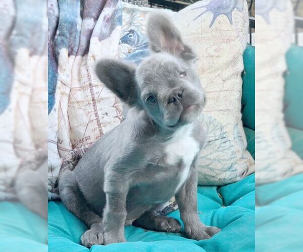 Medium Photo #7 French Bulldog Puppy For Sale in Tustin, CA, USA