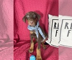 Small #4 Doberman Pinscher