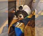 Small #1 Miniature Bernedoodle