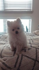 Pomeranian Puppy for sale in ENGLEWOOD, CO, USA