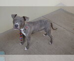 Small #1 American Pit Bull Terrier Mix