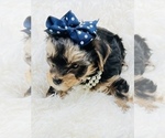 Small Photo #14 Yorkshire Terrier Puppy For Sale in SAN JACINTO, CA, USA