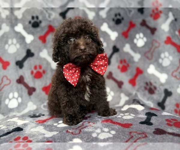 Medium Photo #7 ShihPoo Puppy For Sale in LAKELAND, FL, USA