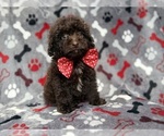 Benson - Male ShihPoo Puppy for Sale - Photo #7