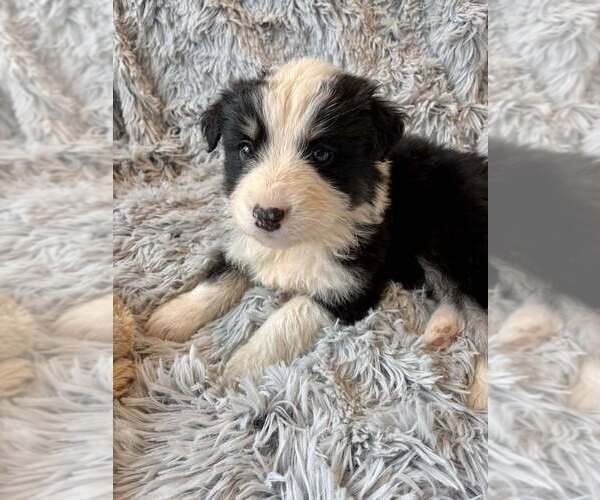 Medium Photo #7 Border Collie-Unknown Mix Puppy For Sale in New York, NY, USA
