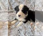 Small #6 Border Collie Mix