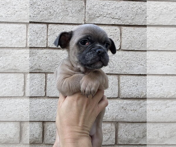Medium Photo #7 Pug-Unknown Mix Puppy For Sale in Corona, CA, USA