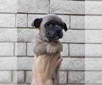 Small Photo #7 Pug-Unknown Mix Puppy For Sale in Corona, CA, USA