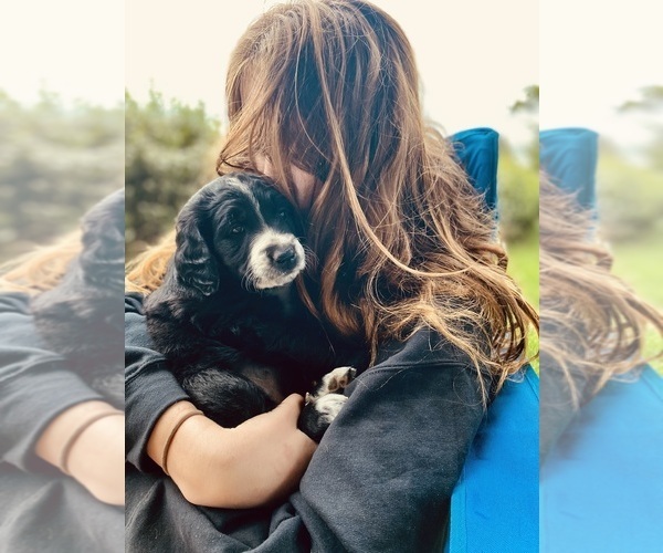 Medium Photo #5 Bernedoodle-Golden Retriever Mix Puppy For Sale in BEULAH, MI, USA