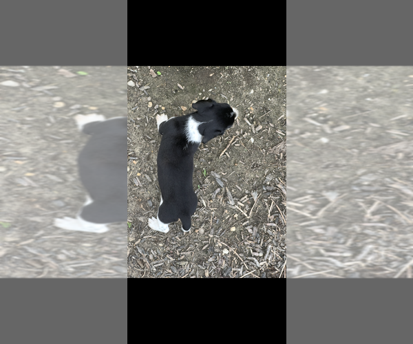 Medium Photo #3 Dachshund Puppy For Sale in NILES, MI, USA