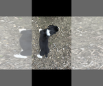Small #2 Dachshund