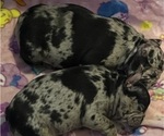Small #2 French Bulldog