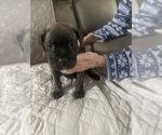 Small Photo #5 Cane Corso Puppy For Sale in DONEGAL, PA, USA