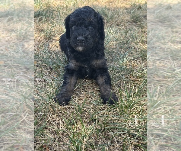 Medium Photo #10 Poodle (Miniature)-Poodle (Standard) Mix Puppy For Sale in LONGMONT, CO, USA