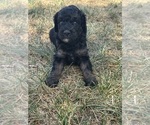 Small #9 Poodle (Miniature)-Poodle (Standard) Mix