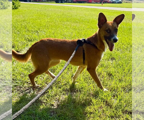 Medium Photo #2 Retriever -Unknown Mix Puppy For Sale in Canton, CT, USA