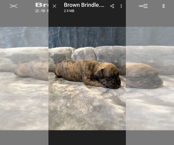 Medium Photo #4 French Bulldog-Unknown Mix Puppy For Sale in Lake Forest, CA, USA