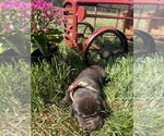 Small #2 Labrador Retriever