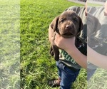 Puppy 1 Labrador Retriever