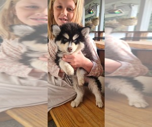 Pomsky Puppy for sale in BLACKFOOT, ID, USA