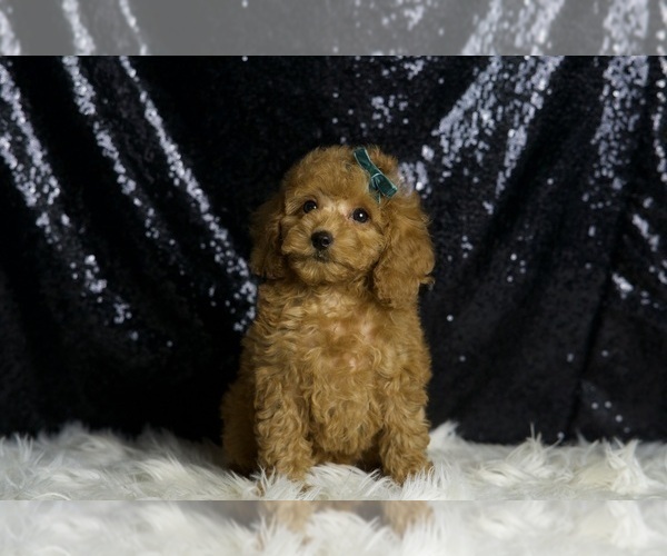Medium Photo #2 Poodle (Toy) Puppy For Sale in WARSAW, IN, USA