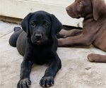 Small Photo #1 Labrador Retriever Puppy For Sale in AUBURN, CA, USA