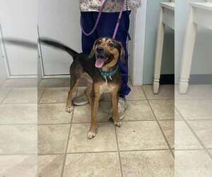 Harley - Male Beagle-Unknown Mix Dog for Adoption - Photo #2
