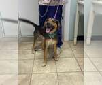Small Photo #2 Beagle-Unknown Mix Puppy For Sale in Frenchburg, KY, USA