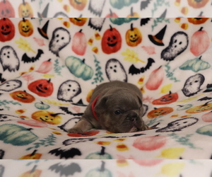 Medium French Bulldog