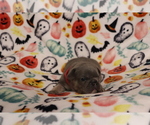 Puppy Charlie French Bulldog