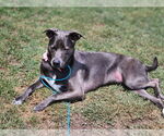 Small #34 Blue Lacy Mix