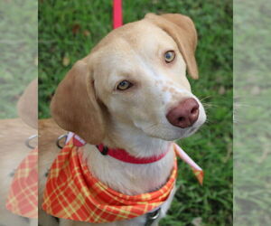 Beagle Dogs for adoption in Dunnellon, FL, USA