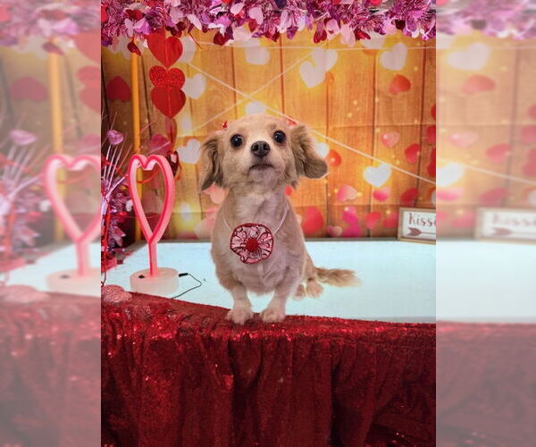 Medium Photo #5 Chiweenie Puppy For Sale in Oakhurst, NJ, USA