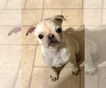 Small #15 Pug