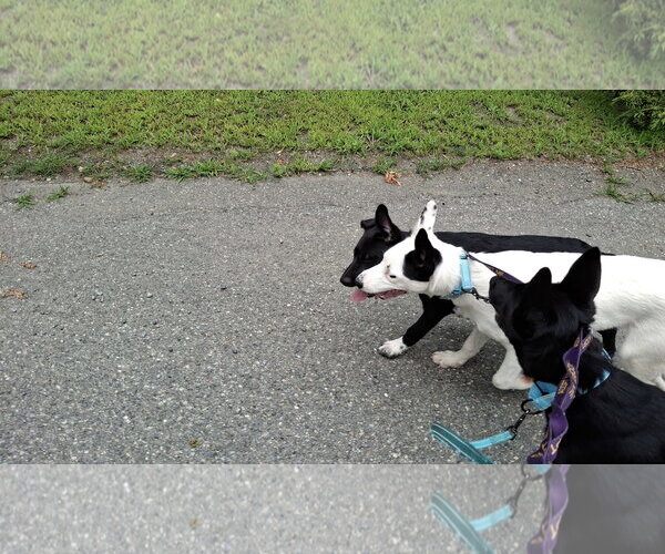Medium Photo #7 Shollie Puppy For Sale in Sebec, ME, USA
