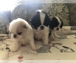 Small Photo #3 Japanese Chin Puppy For Sale in SEABECK, WA, USA