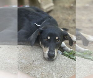 Mutt Dogs for adoption in Boston, MA, USA