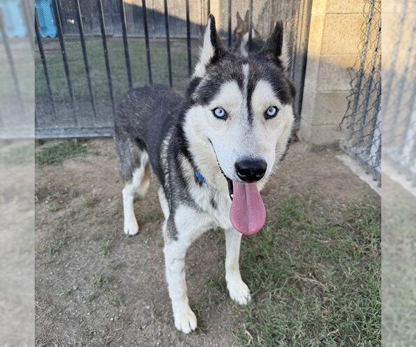 Medium Photo #1 Siberian Husky Puppy For Sale in Riverside, CA, USA