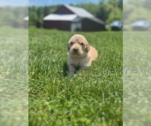 Golden Retriever Puppy for sale in LYKENS, PA, USA