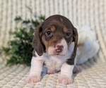 Small Photo #27 Dachshund Puppy For Sale in GOSHEN, IN, USA