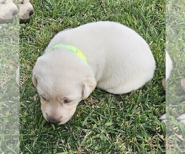 Medium Photo #2 Labrador Retriever Puppy For Sale in CEDAREDGE, CO, USA
