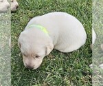 Small #1 Labrador Retriever
