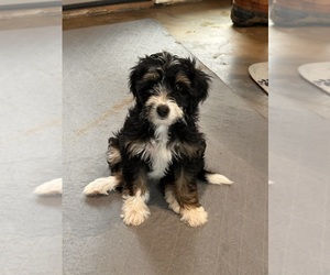 Miniature Bernedoodle Puppy for Sale in LONGMONT, Colorado USA