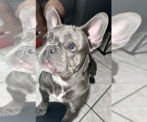 French Bulldog Puppy for sale in KISSIMMEE, FL, USA