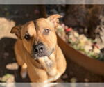 Small #1 American Pit Bull Terrier Mix